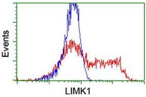 Image no. 3 for anti-LIM Domain Kinase 1 (LIMK1) antibody (ABIN1499144) (LIM Domain Kinase 1 Antikörper)