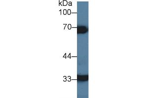 Detection of HCII in Porcine Liver lysate using Polyclonal Antibody to Heparin Cofactor II (HCII) (SERPIND1 Antikörper  (AA 276-499))
