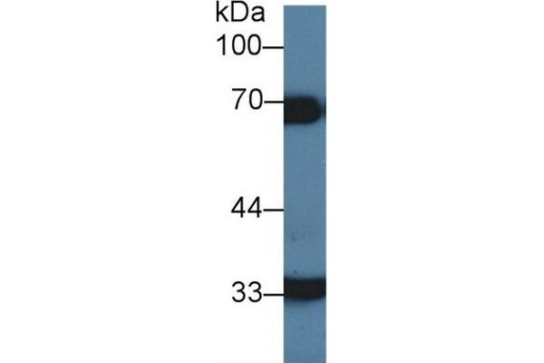SERPIND1 Antikörper  (AA 276-499)
