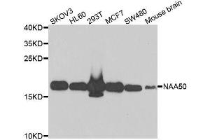 Western blot analysis of extracts of various cell lines, using NAA50 antibody. (NAA50 Antikörper  (AA 1-169))