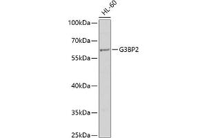 Western blot analysis of extracts of HL-60 cells, using G3BP2 antibody (ABIN6132040, ABIN6140861, ABIN6140862 and ABIN6221670) at 1:1000 dilution. (G3BP2 Antikörper  (AA 140-280))