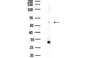 Western blot analysis of lysates from RAW264.