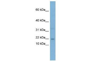 WB Suggested Anti-CEBPG  Antibody Titration: 0. (CEBPG Antikörper  (Middle Region))