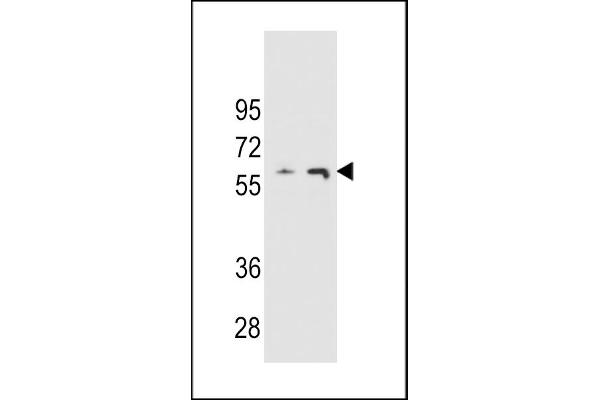 THUMPD3 Antikörper  (AA 194-223)