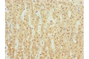 Immunohistochemistry of paraffin-embedded human adrenal gland tissue using ABIN7174417 at dilution of 1:100 (UBASH3B Antikörper  (AA 1-300))