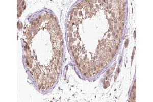 ABIN6266463 at 1/200 staining human Testis tissue sections by IHC-P.