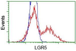 HEK293T cells transfected with either RC212825 overexpress plasmid (Red) or empty vector control plasmid (Blue) were immunostained by anti-LGR5 antibody (ABIN2454767), and then analyzed by flow cytometry. (LGR5 Antikörper  (AA 250-550))