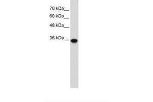 Image no. 1 for anti-Pirin (PIR) (C-Term) antibody (ABIN203307) (Pirin Antikörper  (C-Term))