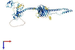 TRIM36 Protein (AA 1-728) (His tag)