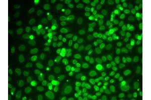 Immunofluorescence analysis of HeLa cells using LMNB1 antibody.