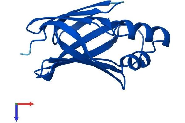 CRABP2 Protein (AA 1-138) (His tag)