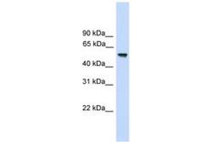 Image no. 1 for anti-Fizzy/cell Division Cycle 20 Related 1 (FZR1) (AA 35-84) antibody (ABIN6744910) (FZR1 Antikörper  (AA 35-84))