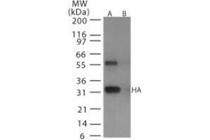 Image no. 1 for anti-Hemagglutinin antibody (Influenza A Virus) (AA 128-143) (ABIN292416) (Hemagglutinin Antikörper  (AA 128-143))
