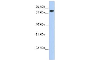 Western Blotting (WB) image for anti-Kelch-Like 23 (KLHL23) antibody (ABIN2458555) (KLHL23 Antikörper)