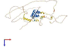 FOXA2 Protein (AA 1-459) (His tag)