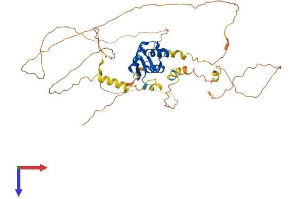 FOXA2 Protein (AA 1-459) (His tag)