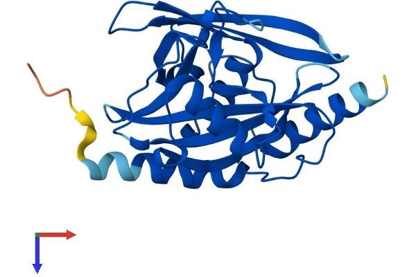 NUDT7 Protein (AA 1-238) (His tag)