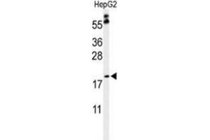 Western blot analysis of PXMP2 (arrow) in HepG2 cell line lysates (35ug/lane) using PXMP2  (PXMP2 Antikörper  (Middle Region))