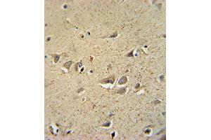 SCN1B Antibody (N-Term) (ABIN654602 and ABIN2844301) immunohistochemistry analysis in formalin fixed and paraffin embedded human brain tissue followed by peroxidase conjugation of the secondary antibody and DAB staining. (SCN1B Antikörper  (N-Term))