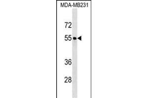 FOXQ1 Antibody (Center) (ABIN1538209 and ABIN2850239) western blot analysis in MDA-M cell line lysates (35 μg/lane). (FOXQ1 Antikörper  (AA 263-292))