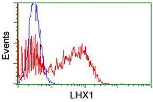 Image no. 2 for anti-LIM Homeobox 1 (LHX1) (AA 100-362) antibody (ABIN1490805) (LHX1 Antikörper  (AA 100-362))