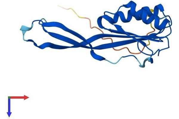 RPP25L Protein (AA 1-163) (His tag)