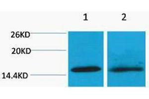 Western Blotting (WB) image for anti-Histone H4 (2meLys20) antibody (ABIN3181319) (Histone H4 Antikörper  (2meLys20))