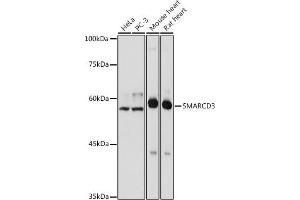 Western blot analysis of extracts of various cell lines, using SM antibody  at 1:1000 dilution. (SMARCD3 Antikörper)