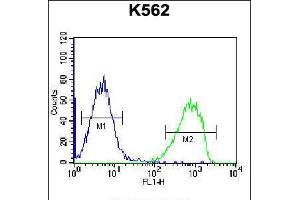 Flow cytometric analysis of K562 cells (right histogram) compared to a negative control cell (left histogram). (SPINK8 Antikörper  (C-Term))