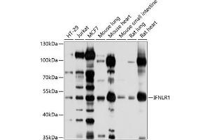 Western blot analysis of extracts of various cell lines, using IFNLR1 antibody (ABIN6129401, ABIN6142210, ABIN6142211 and ABIN6214210) at 1:1000 dilution. (IL28RA Antikörper  (AA 21-228))