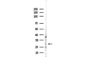 Western blot analysis of lysates from Hela cells(heat-shock,45 min treatment), using DIO1 Antibody at 1/1000 dilution.