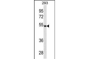Western blot analysis in 293 cell line lysates (35ug/lane). (LGMN Antikörper  (N-Term))