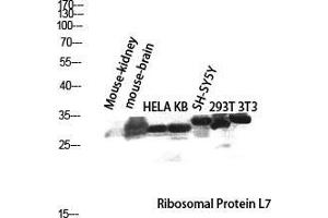 Western Blot (WB) analysis of Mouse Kidney Mouse Brain HeLa KB SH-SY5Y 293T 3T3 lysis using Ribosomal Protein L7 antibody.
