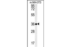 Western blot analysis in mouse NIH-3T3 cell line lysates (35ug/lane). (LGALS9B Antikörper  (AA 160-188))
