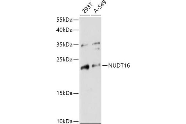 NUDT16 Antikörper  (AA 60-130)