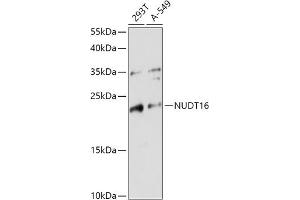 Western blot analysis of extracts of various cell lines, using NUDT16 antibody (ABIN7269069) at 1:1000 dilution. (NUDT16 Antikörper  (AA 60-130))