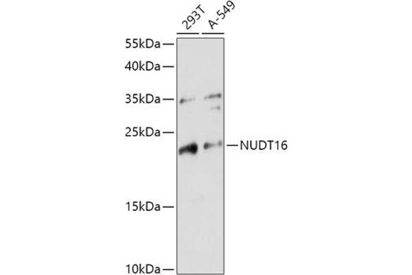 NUDT16 anticorps  (AA 60-130)