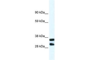 Western Blotting (WB) image for anti-Annexin A13 (ANXA13) antibody (ABIN2461381) (Annexin A13 Antikörper)