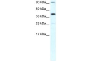Western Blotting (WB) image for anti-Polymerase (RNA) II (DNA Directed) Polypeptide B, 140kDa (POLR2B) antibody (ABIN2460473)