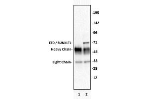 Immunoprecipitation (IP) image for anti-Runt-Related Transcription Factor 1, Translocated To, 1 (Cyclin D-Related) (RUNX1T1) (Internal Region) antibody (ABIN6971634)