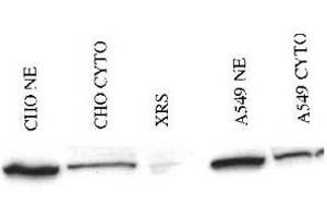 Western blot analysis of Xrcc5 in either CHO or A549 nuclear extracts (NE) or cytoplasmic lysates (cyto) using Xrcc5 polyclonal antibody . (XRCC5 Antikörper  (AA 323-338))