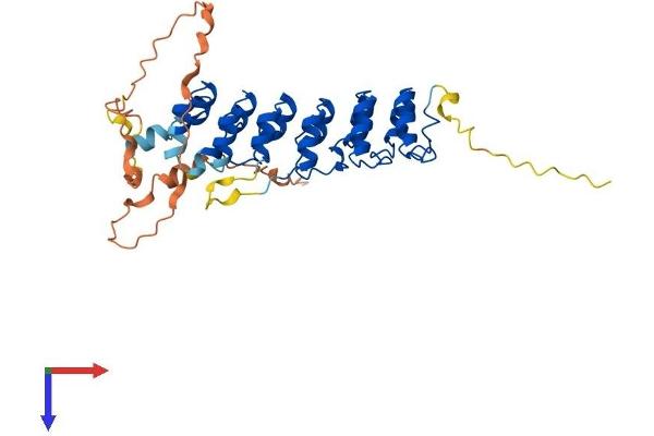 NFKBIE Protein (AA 1-364) (His tag)