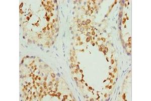 Immunohistochemistry of paraffin-embedded human testis tissue using ABIN7167743 at dilution of 1:100 (RCN2 Antikörper  (AA 23-180))