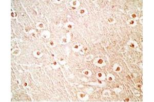 Mouse brain tissue stained by Rabbit Anti-NERP-1 (Human) Antibody (NERP-1 Antikörper  (Preproprotein))
