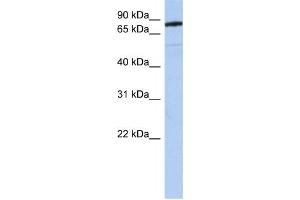 Western Blotting (WB) image for anti-Sema Domain, Immunoglobulin Domain (Ig), Transmembrane Domain (TM) and Short Cytoplasmic Domain, (Semaphorin) 4B (SEMA4B) antibody (ABIN2459293) (SEMA4B Antikörper)