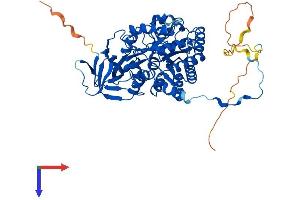 DPYSL4 Protein (AA 1-572) (His tag)