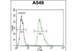 AQP12B Antibody (C-term) (ABIN655768 and ABIN2845208) flow cytometric analysis of A549 cells (right histogram) compared to a negative control cell (left histogram). (Aquaporin 12B Antikörper  (C-Term))
