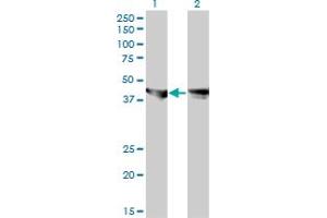 Western Blot analysis of MAPK3 expression in transfected 293T cell line by MAPK3 monoclonal antibody (M01), clone 3C9.