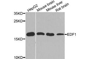 Western blot analysis of extracts of various cell lines, using EDF1 antibody. (EDF1 Antikörper  (AA 1-148))