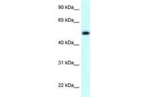 Image no. 1 for anti-Nicotinate phosphoribosyltransferase (NAPRT) (AA 401-450) antibody (ABIN6747915)